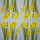060 Daffodils - 3-ply - Herlitz